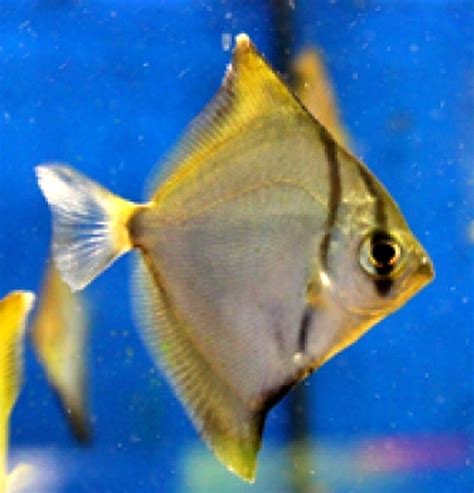 bayang fish|Monodactylus argenteus .